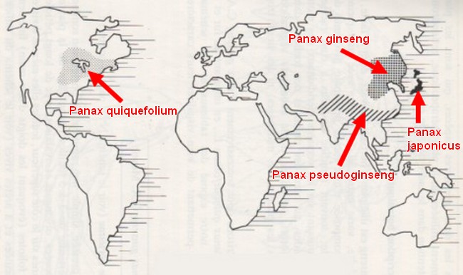 localisation panax ginseng, panax pseudoginseng, panax quiquefolium, panax japonicus