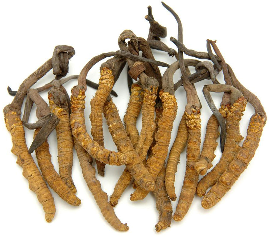 illustration cordyceps