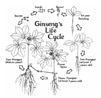 croissance d'une racine de ginseng au fil des ans