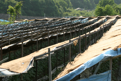 culture de ginseng en Corée