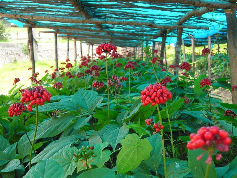 culture de ginseng semi sauvage en Corée du sud