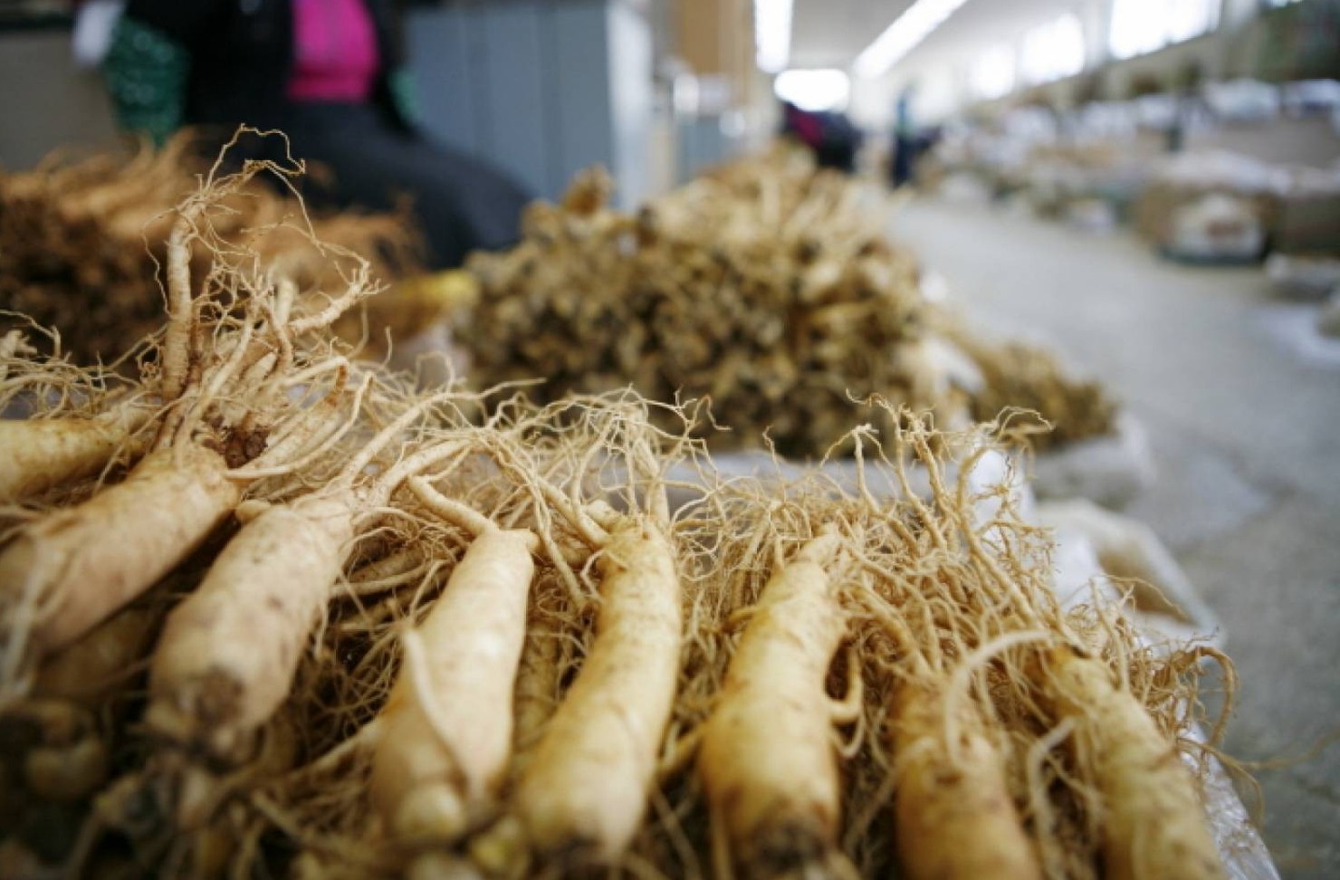 racine de ginseng à Geumsan