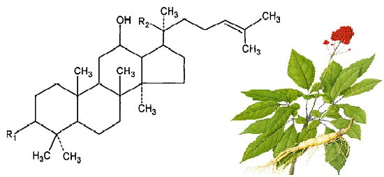 molécule ginsenoside