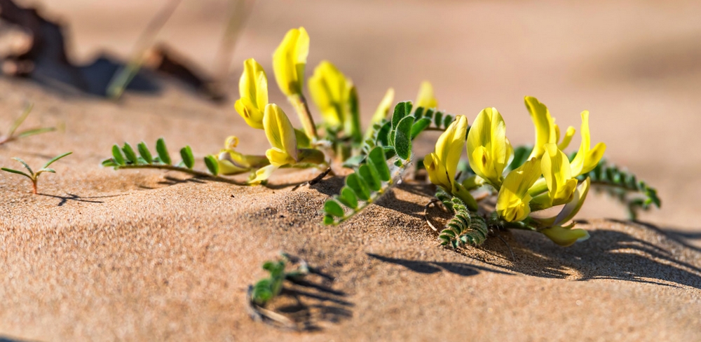 plante astragale
