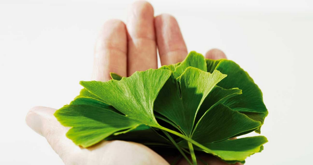 feuilles de ginkgo biloba