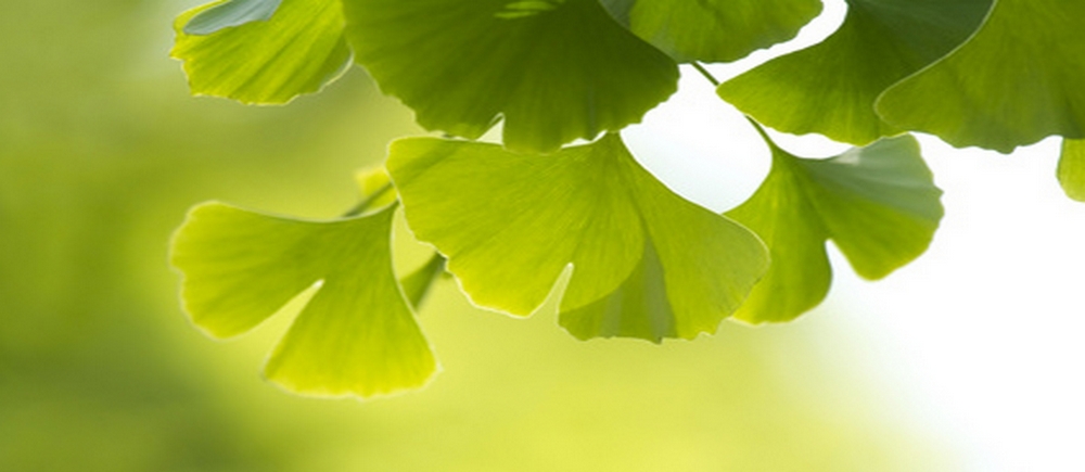 ginkgo biloba